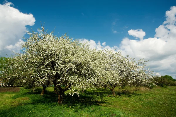 꽃 이 핀 사과 나무 — 스톡 사진
