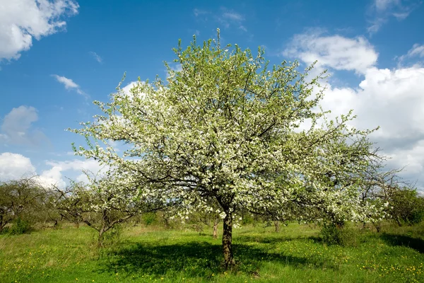 Apple tree in blossom — Stock Photo, Image