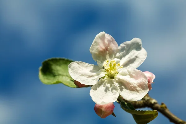 Fiori di mela bianchi — Foto Stock