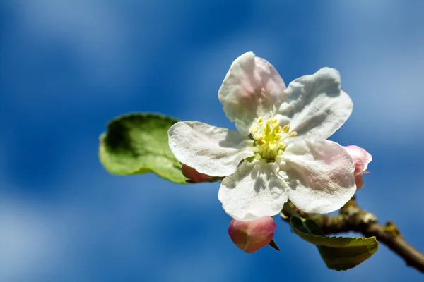 하얀 사과 꽃 — 스톡 사진