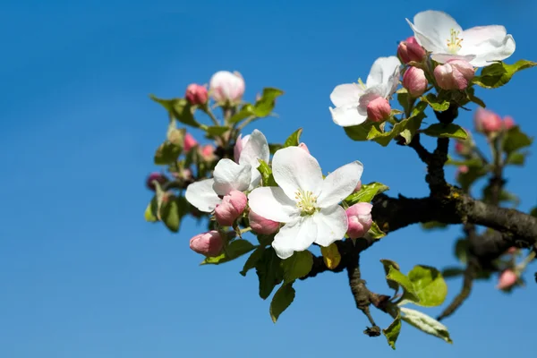 Vit apple blommar — Stockfoto