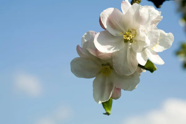 Fehér és rózsaszín Alma virága — Stock Fotó