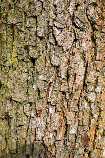 茶色の樹皮 — ストック写真
