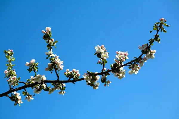 Розквіт білого і рожевого яблука — стокове фото