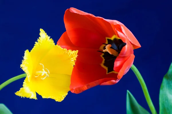 Dwa tulipany — Zdjęcie stockowe