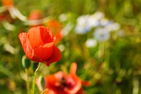 stock image Summer field