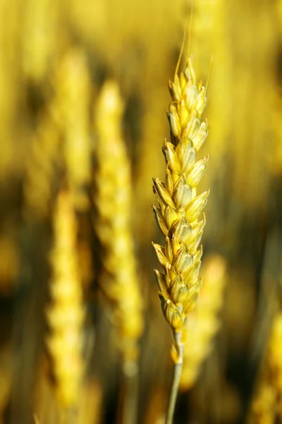 Пшениця вухо — стокове фото