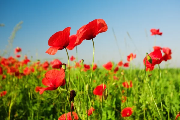 Papaver in veld — Stockfoto