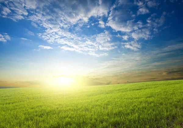 Puesta de sol sobre cultivos verdes — Foto de Stock