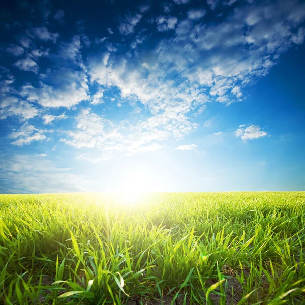 Pôr-do-sol brilhante sobre culturas verdes — Fotografia de Stock