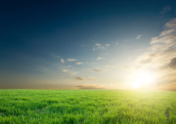 Pôr do sol sobre culturas verdes — Fotografia de Stock