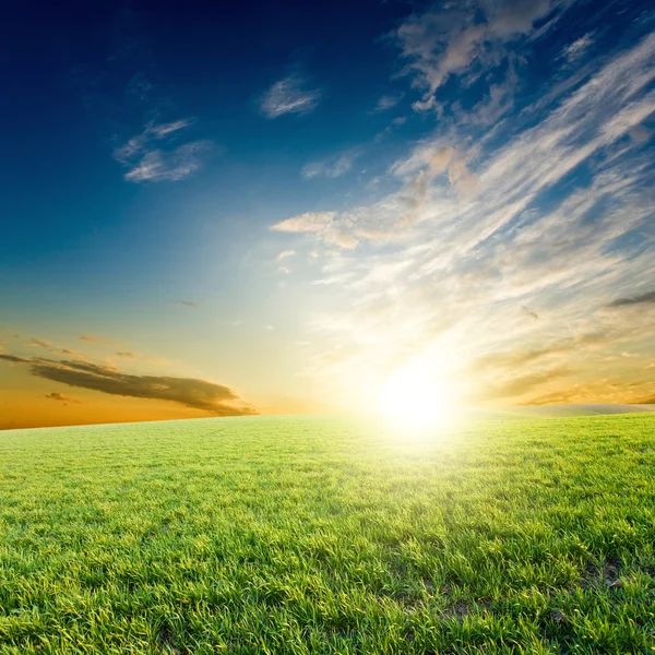 Pôr do sol sobre culturas verdes — Fotografia de Stock