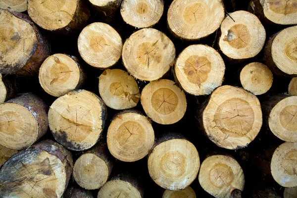 Skära ner och staplade pine loggar — Stockfoto