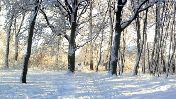 Śnieg w parku — Zdjęcie stockowe