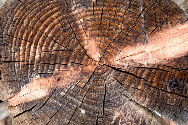棕色树桩 — 图库照片