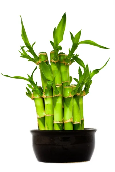 Bambu verde — Fotografia de Stock