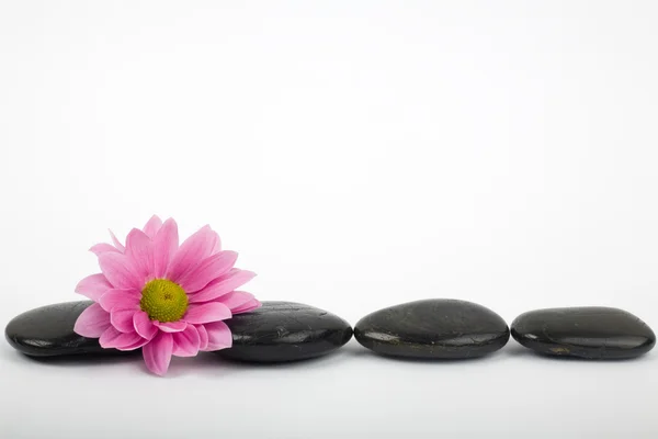 Rij van zwarte stenen en bloem — Stockfoto