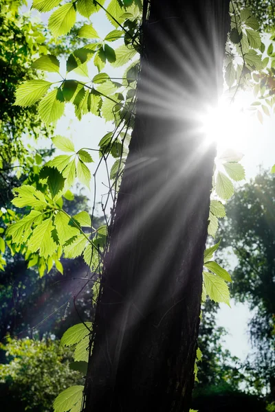 Güneş ışığı — Stok fotoğraf
