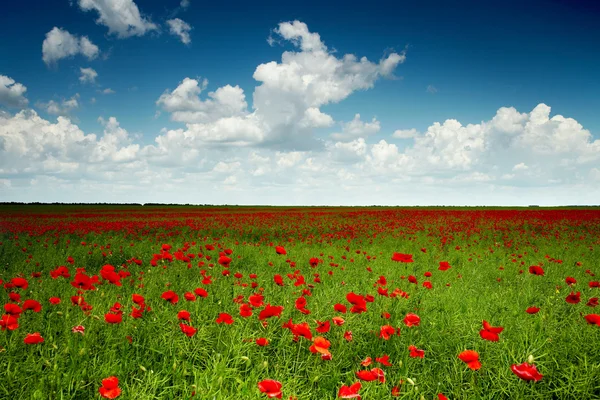 Zelené pole s červenými máky — Stock fotografie