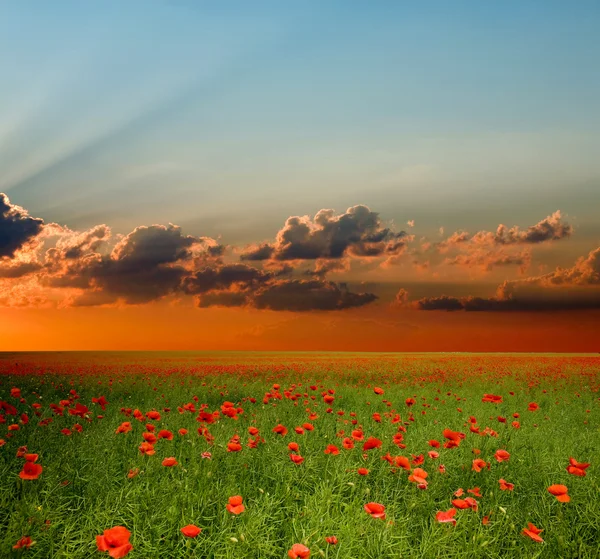Field with red poppies — Stock Photo, Image