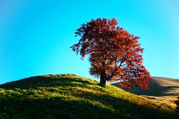 Δέντρο σε λόφο — Φωτογραφία Αρχείου