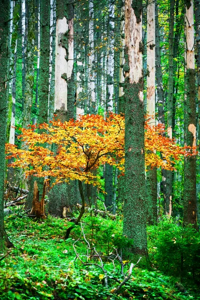 Gelber Baum — Stockfoto