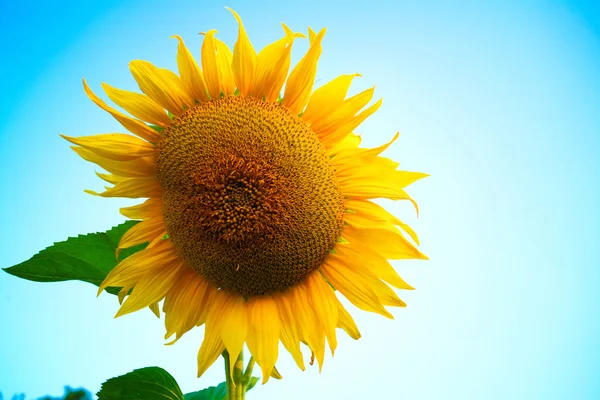 Floarea-soarelui pe fundalul cerului — Fotografie, imagine de stoc