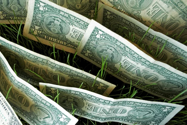 Dollarn i gräs — Stockfoto