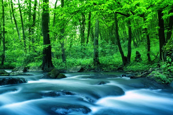 Râul în pădure — Fotografie, imagine de stoc