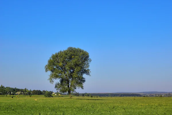 외로운 나무 — 스톡 사진