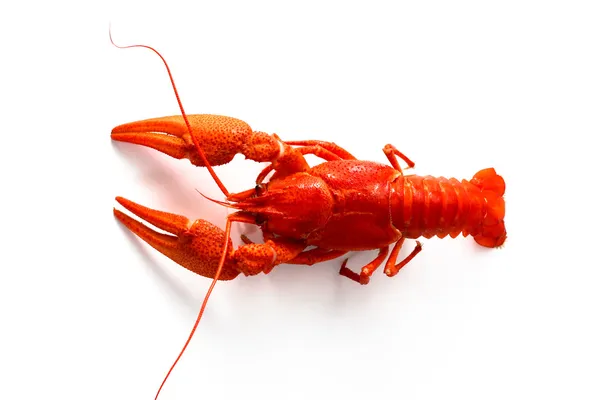 红色小龙虾 — 图库照片