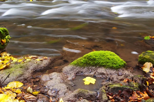 Maple leaf amongst river — Stock Photo, Image