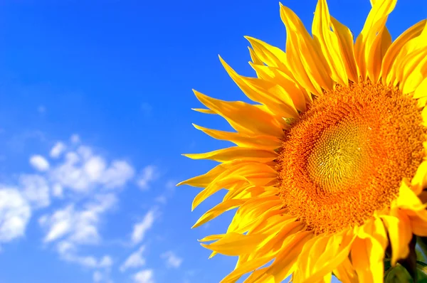 Sunflower on background — Stock Photo, Image