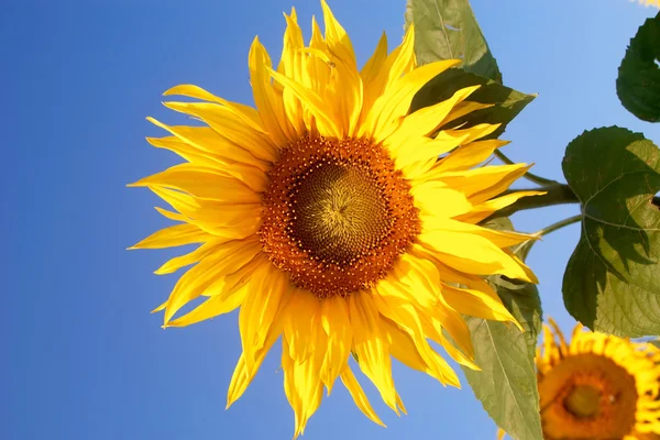 Yellow flower on blue background — Stock Photo, Image