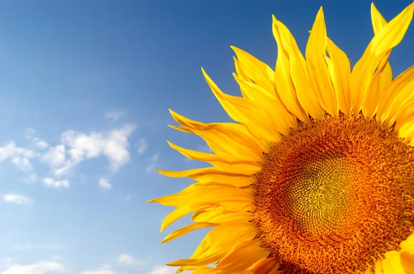 Girasol — Foto de Stock