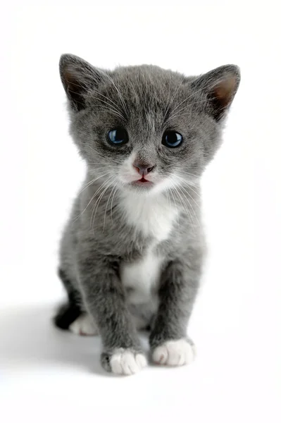 흰 배경에 있는 새끼 고양이 — 스톡 사진