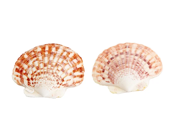 2 つの貝殻 — ストック写真