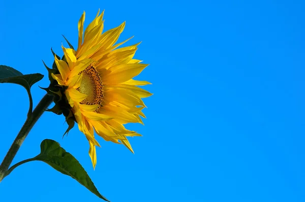 Girassol amarelo e céu azul — Fotografia de Stock