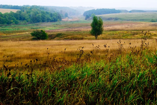 Weide met boom — Stockfoto