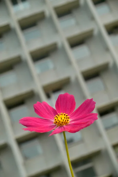Kwiat i budynku — Zdjęcie stockowe