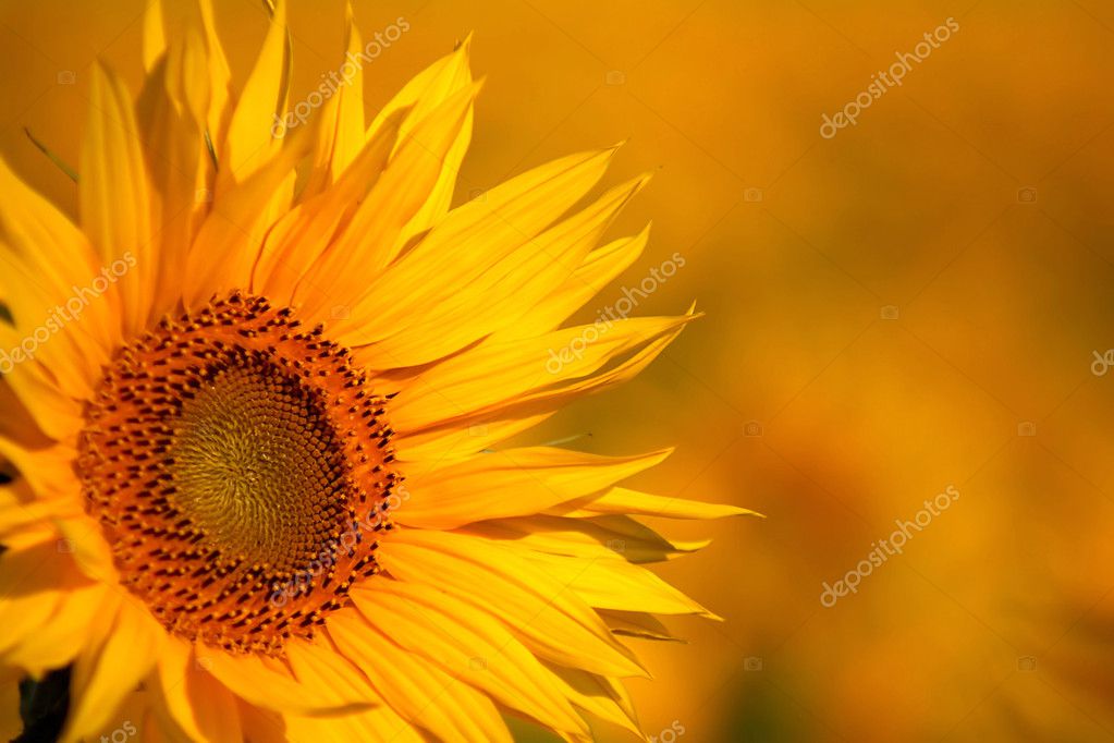 Medicina del girasol fotos de stock, imágenes de Medicina del girasol sin  royalties | Depositphotos