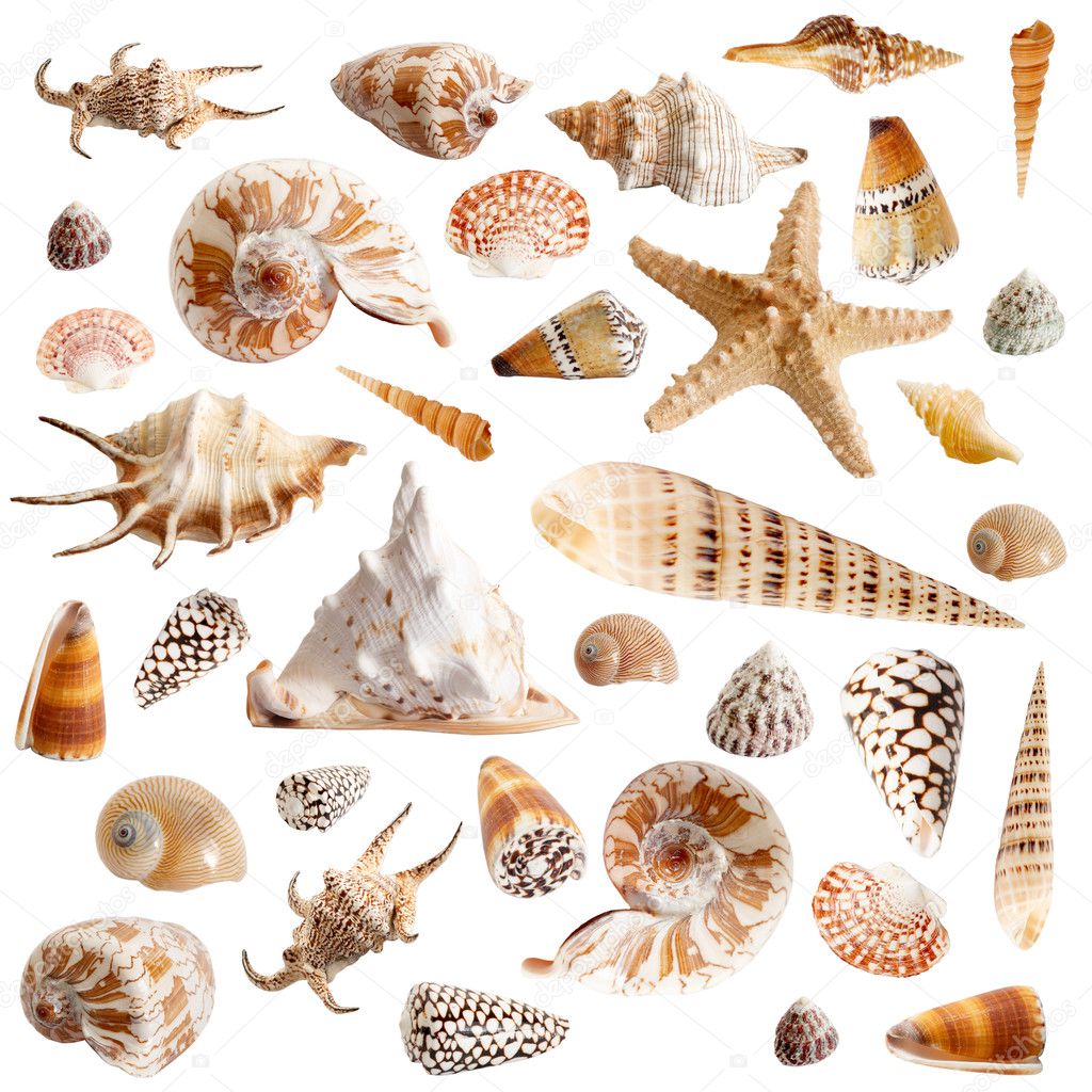 Many seashells