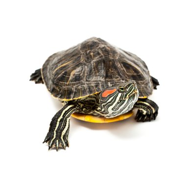 Beyaz turtle