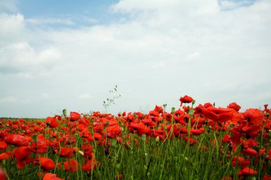 Poppy-field clipart