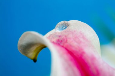 damla petal arka plan