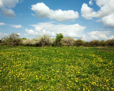 elma meyve bahçesi panorama