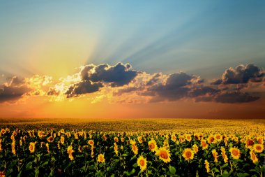 Field of sunflowers clipart