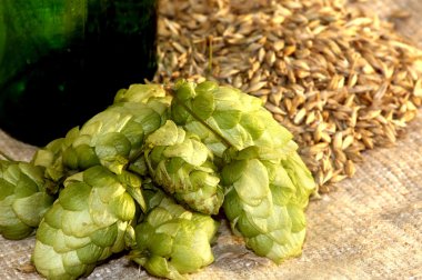 Pineals of hop and corn of sty clipart