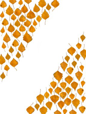 Background of birch leaves clipart