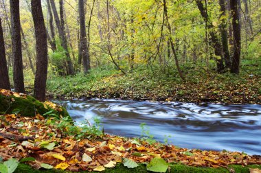 River amongst autumn trees clipart